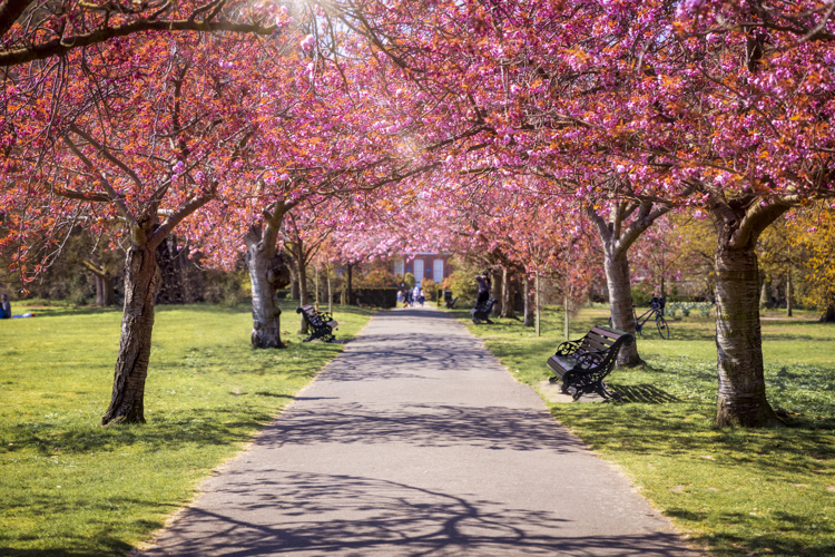 Image of pink blossom trees in a park