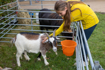 Young girl pets a goat in the Bath City Farm petting corner.