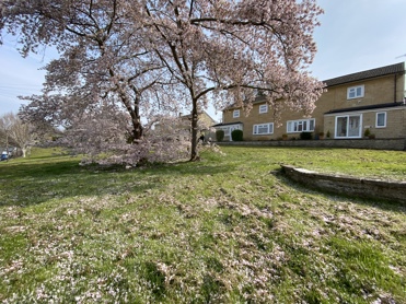 Blossom tree on estate