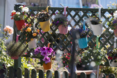 Curo in Bloom entry 2022