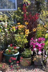 Curo in Bloom 2022