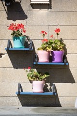Curo in Bloom entry 2022