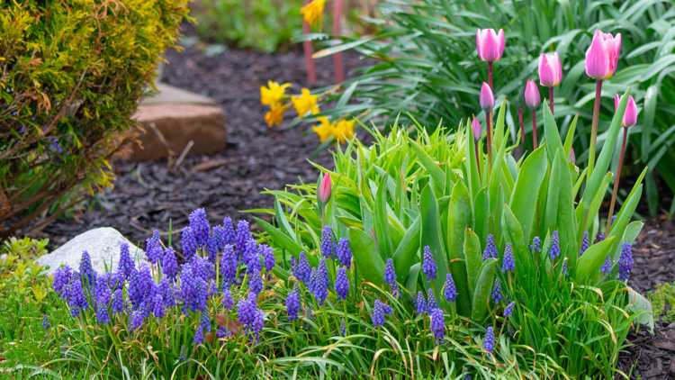Image of pink tulips and grape hyacinths