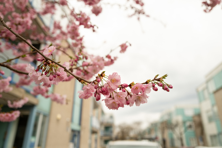Close up image of pink blossoms on a tree with a building in the background